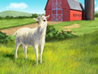 Goat and farm