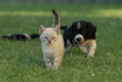GATTO, 60 GG.