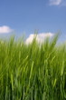 Foto: Getreidefeld im Frühling © Matthias Buehner Getreidefeld im Frühling © Matthias Buehner