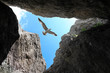 flight of seagull