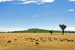Grazing Sheep