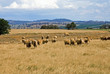 Grazing Sheep