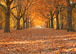 Allee im Herbst
