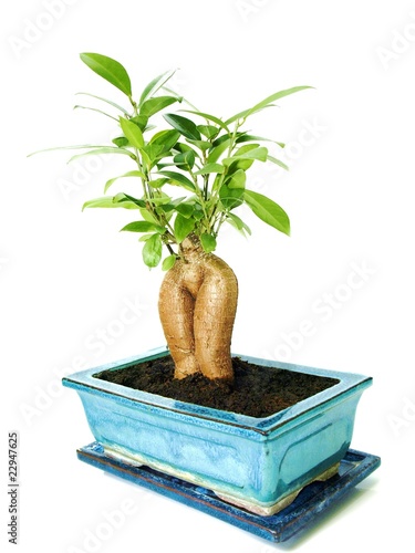 Photo : Ficus/Ginseng - Bonsai Ficus/Ginseng - Bonsai