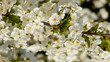 Cherry tree blossom