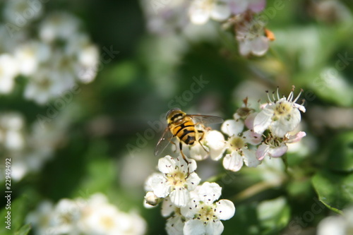 Foto: be a Bee be a Bee