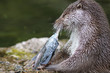 Otter