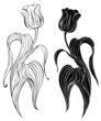 silhouette of two tulips