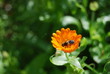 Abeille souci