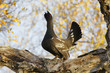 Black-billed capercaillie, the hen.