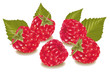 Vector illustration. Ripe raspberries with leaves.