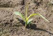 Foto: corn plant corn plant