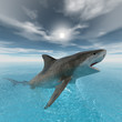 tiger shark swimming tiger shark swimming