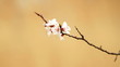 cherry blossom flowers