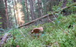 champignon