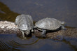 tortues noires