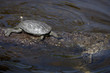 tortues noires