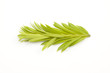 Young shoot of spruce Young shoot of spruce