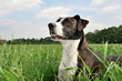 Hund liegt im Gras