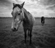 Cheval boudeur
