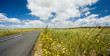 Country road in Alentejo, Portugal