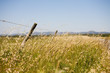 Barbed wire fence of a field