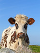 Vache normande 2