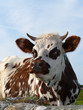 Vache normande