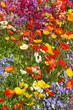Bunte Blumenwiese mit farbigem Mohn Bunte Blumenwiese mit farbigem Mohn