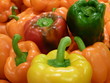 poivrons multicolores
