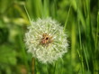 pusteblume