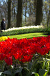 Flaming red tulips in spring