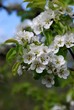 Birnenblüte