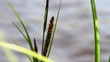 Sedge_1