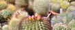 cactus...floraison