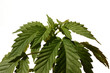 young cannabis plant