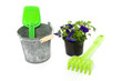 blue violet pansy and a bucket with garden tools isolated over w