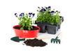 repot violet blue pansy in a red bucket isolated over white
