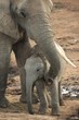 Baby African Elephant Baby African Elephant