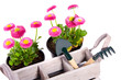 garden equipment and Daisies Bellis for gardening isolated over