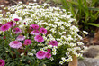 Terrakotta Blumentopf im Garten
