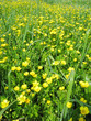 field of buttercups flowers