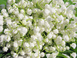 lily of the valley as floral background lily of the valley as floral background