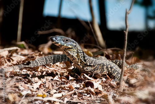 Photo: Monitor Lizard in the Whitsundays Monitor Lizard in the Whitsundays