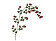 Red rose