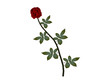 Red rose