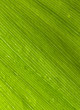 Lily of the Valley