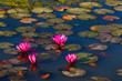 Lotus Marsh