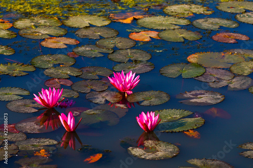 Photo: Lotus Marsh Lotus Marsh