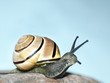 snail